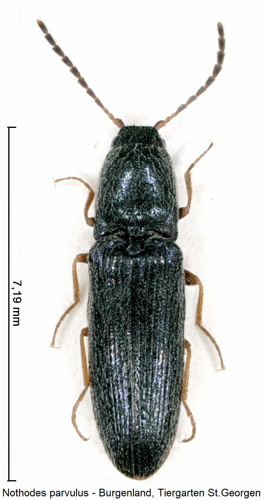 nothodes_parvulus_hab.jpg