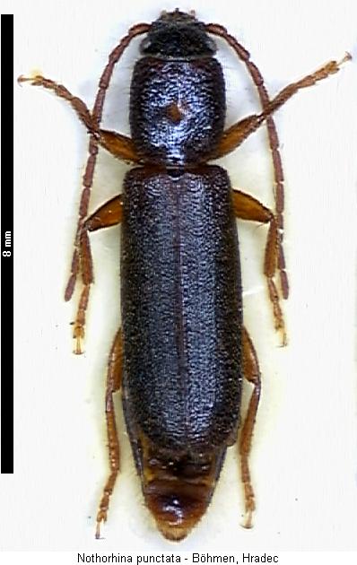 nothorhina_punctata_hab.jpg