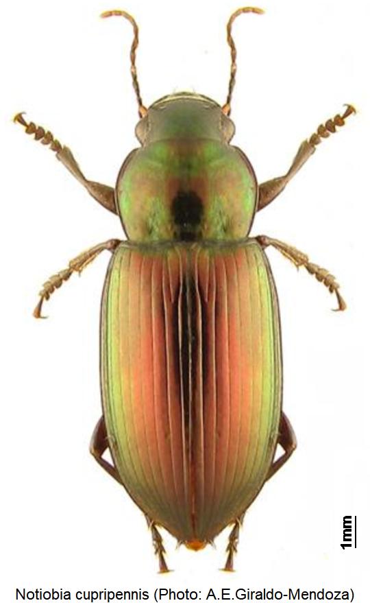 notiobia_cupripennis_hab.jpg