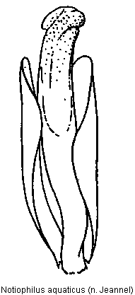 notiophilus_aquaticus.gif