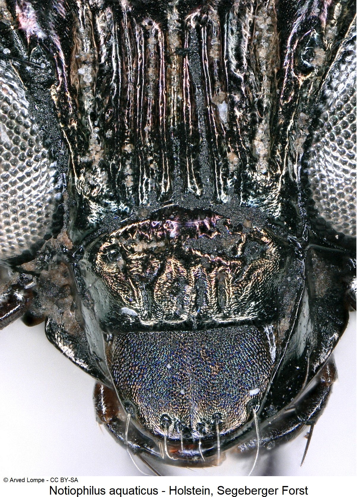 notiophilus_aquaticus_ck271_k.jpg