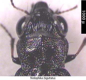 notiophilus_biguttatus_hsch.jpg