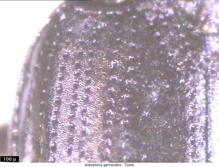 notiophilus_geminatus_fld.jpg