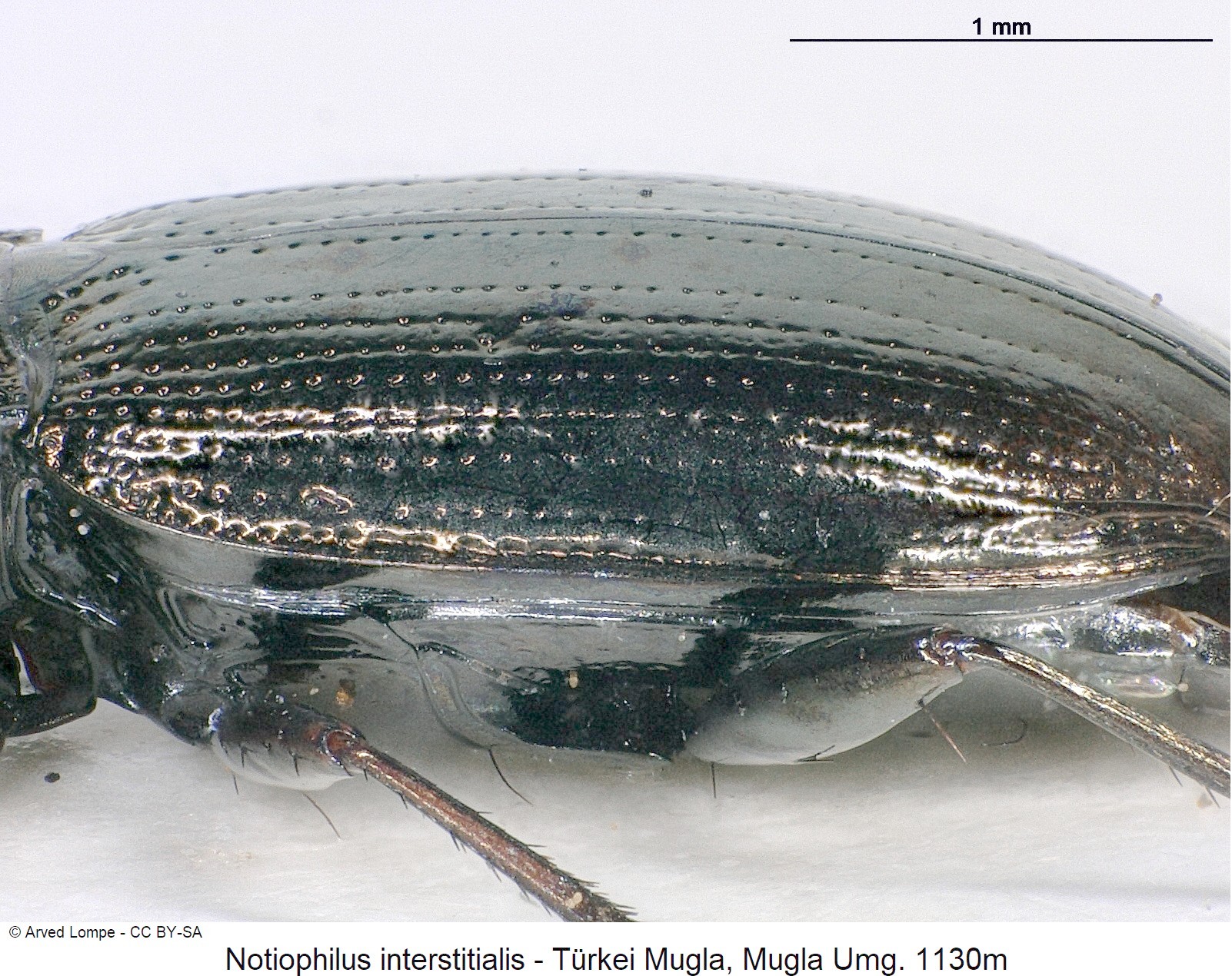 notiophilus_interstitialis_sa.jpg