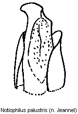 notiophilus_palustris.gif