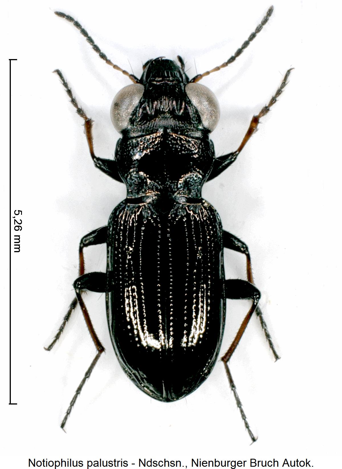 notiophilus_palustris_hab.jpg