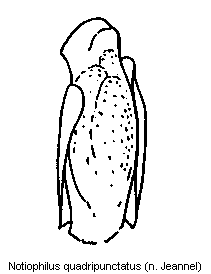notiophilus_quadripunctatus.gif