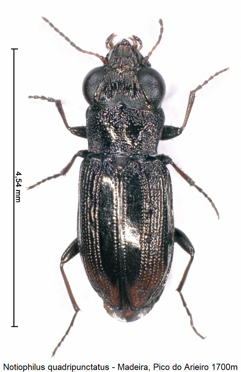 notiophilus_quadripunctatus_hab.jpg