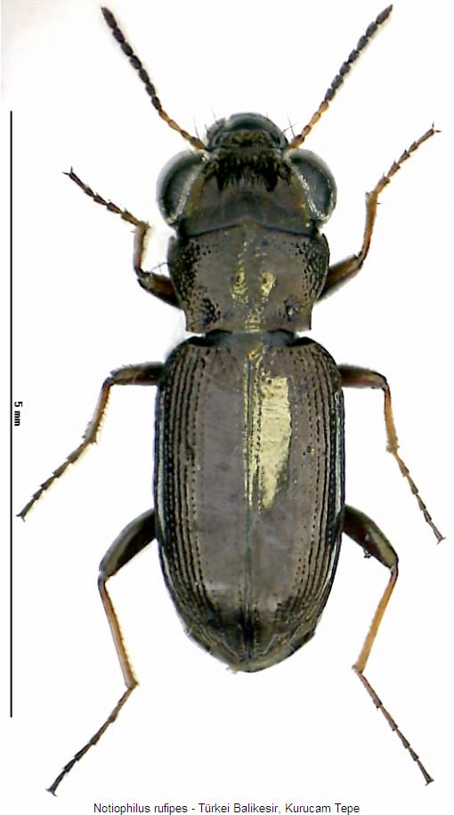 notiophilus_rufipes_hab.jpg