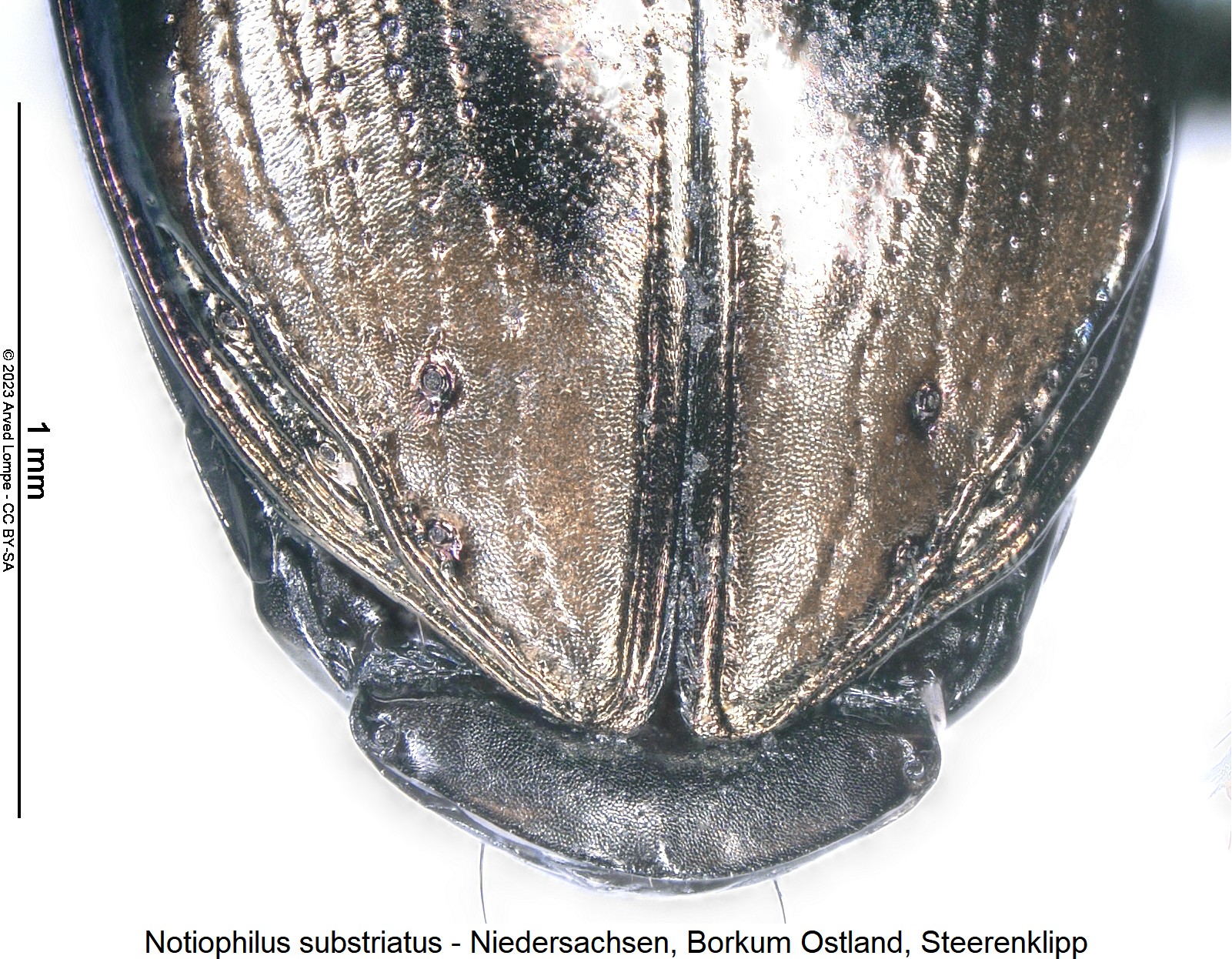 notiophilus_substriatus_dec.jpg