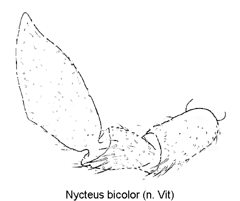 nycteus_bicolor_ts.gif