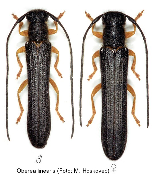 oberea_linearis.jpg