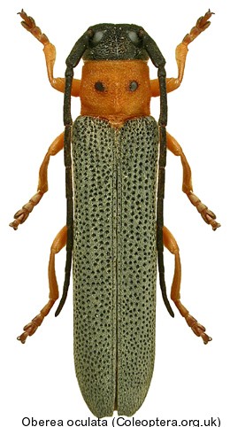oberea_oculata.jpg