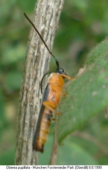 oberea_pupillata_2.jpg