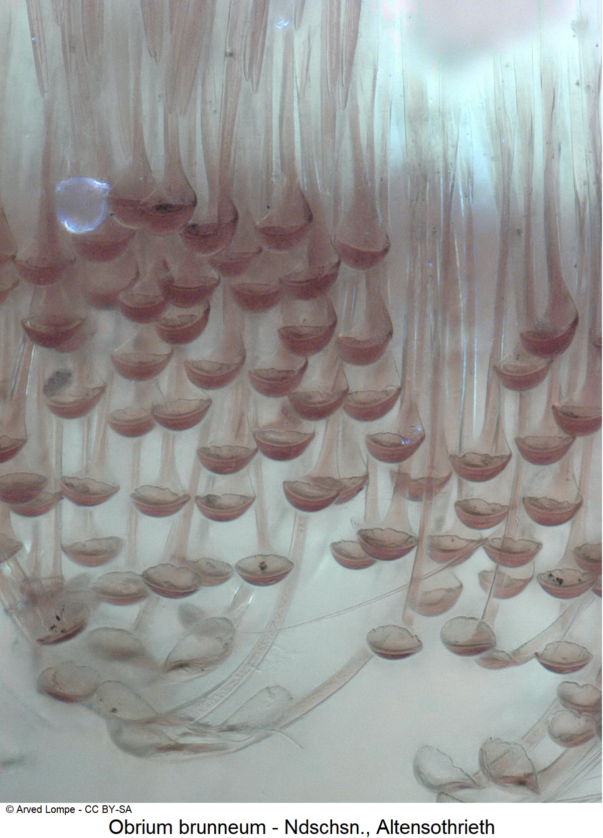 obrium_brunneum_w_ck11049_ster.jpg