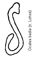 ocalea_badia_sperm.gif