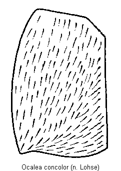 ocalea_concolor_fld.gif
