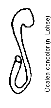 ocalea_concolor_sperm.gif