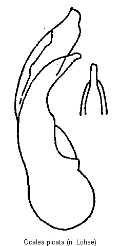 ocalea_picata.gif