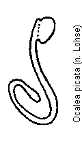 ocalea_picata_sperm.gif