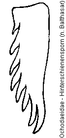 ochodaeidae_hschn_sporn.gif