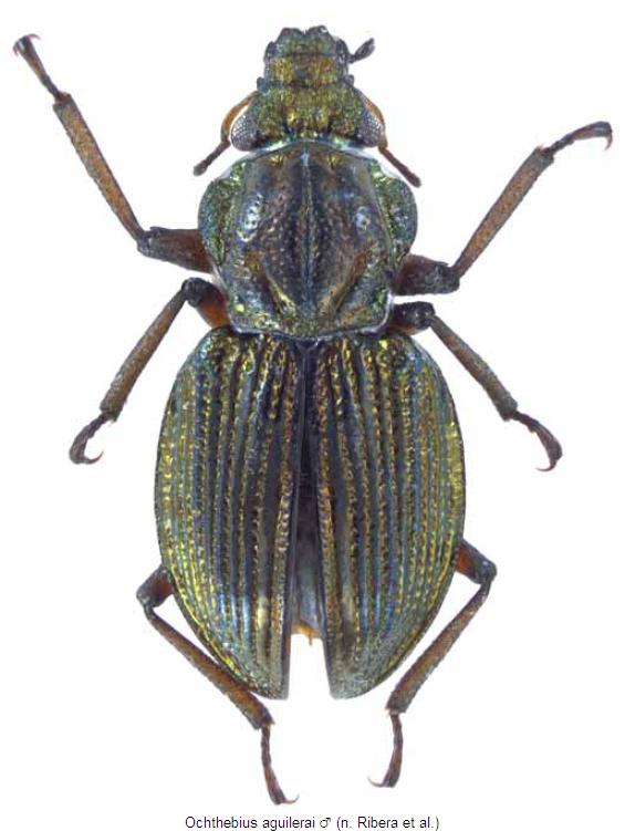 ochthebius_aguilerai_m_hab.jpg