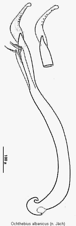ochthebius_albanicus.gif