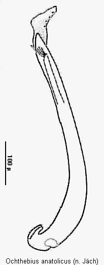 ochthebius_anatolicus.gif