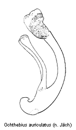 ochthebius_auriculatus.gif