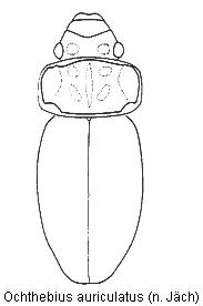 ochthebius_auriculatus_hab.gif