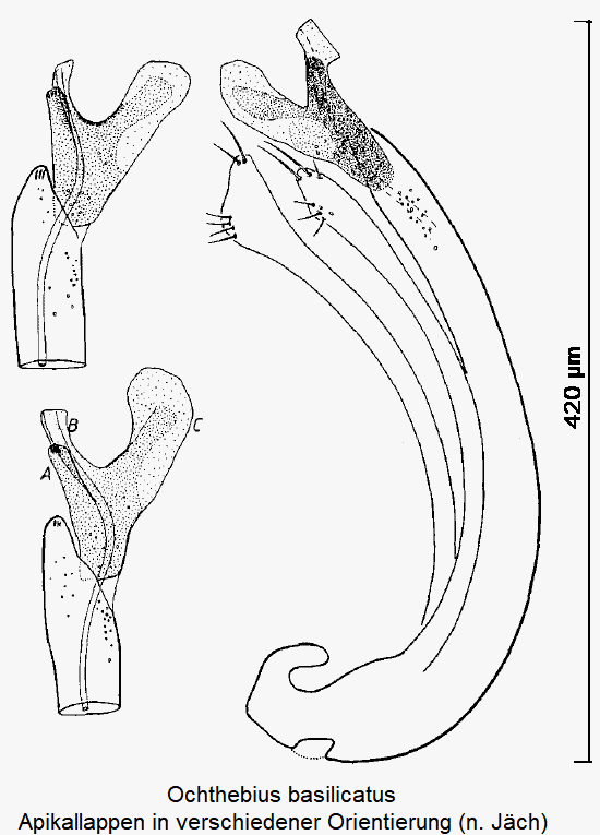 ochthebius_basilicatus.gif