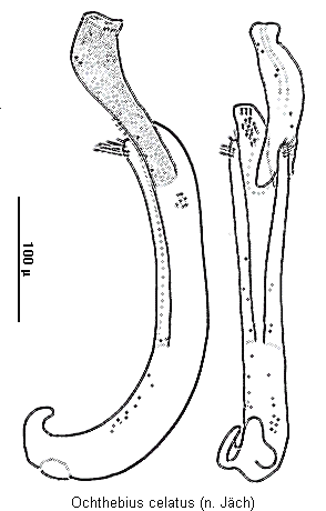 ochthebius_celatus.gif