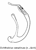ochthebius_czwalinae.gif