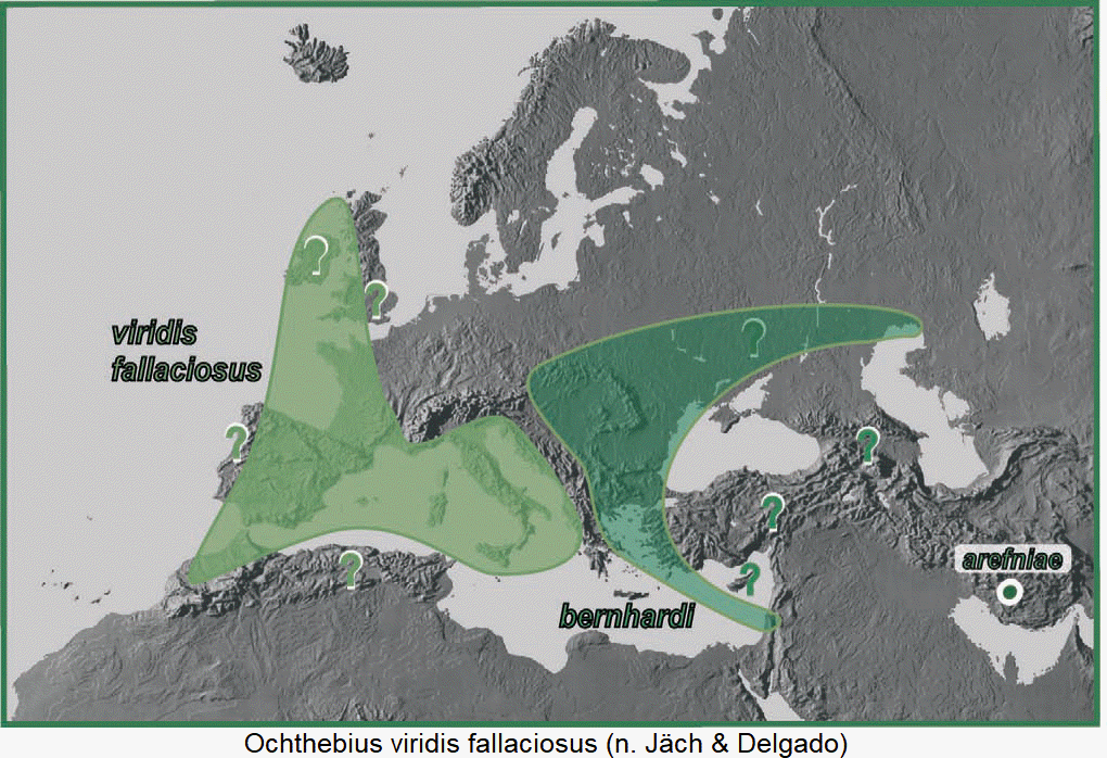 ochthebius_fallaciosus_dis.gif