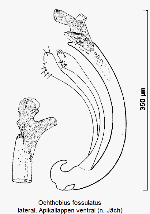 ochthebius_fossulatus.gif