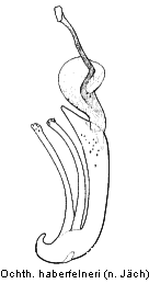 ochthebius_haberfelneri.gif