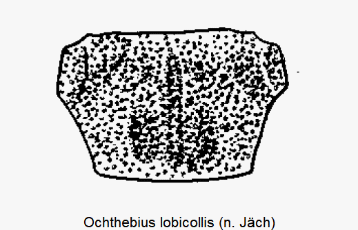 ochthebius_lobicollis_hsch.gif