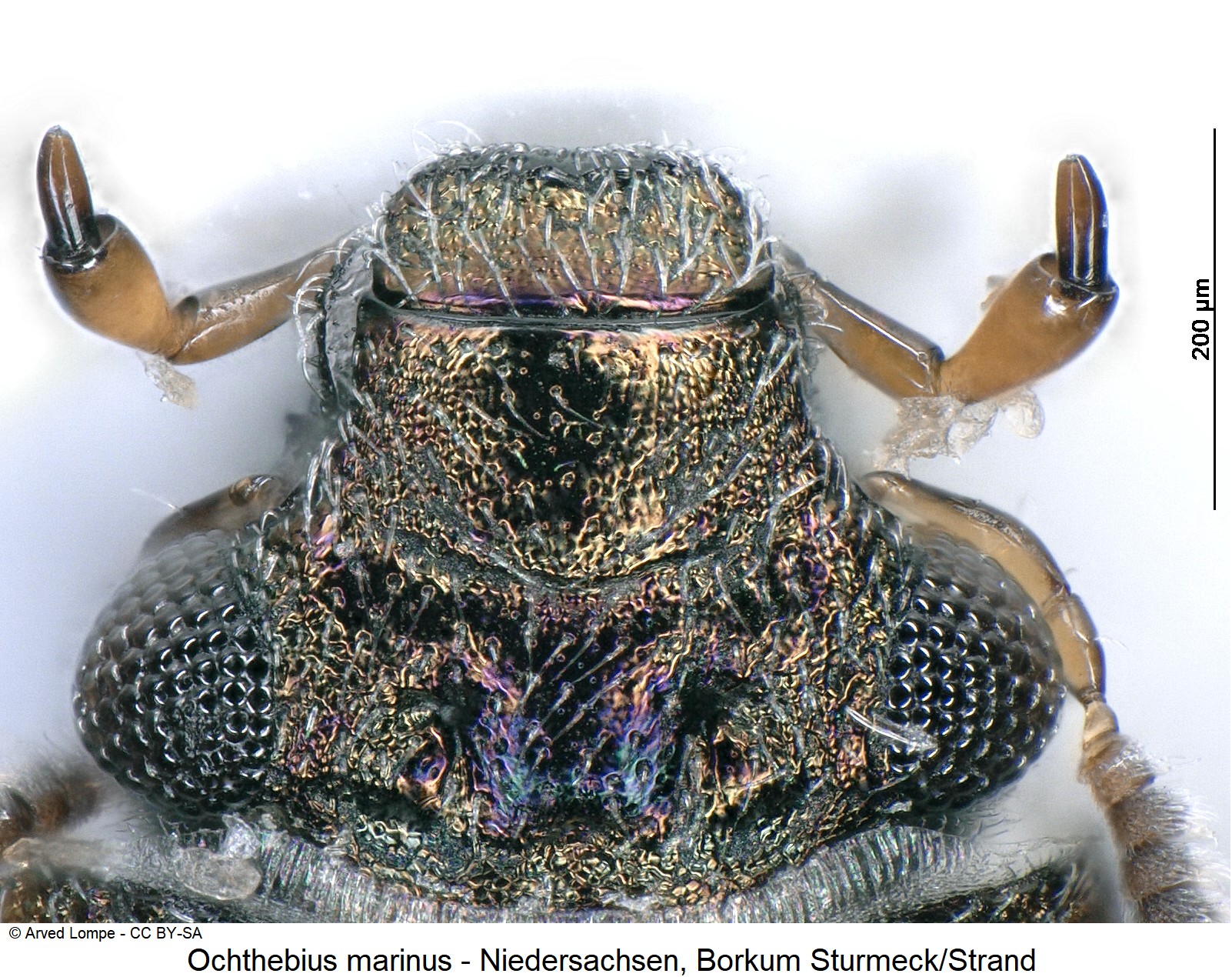 ochthebius_marinus_ck33164074_k.jpg