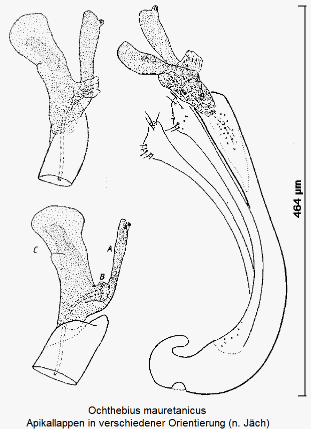 ochthebius_mauretanicus.gif