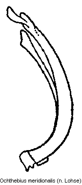ochthebius_meridionalis.gif