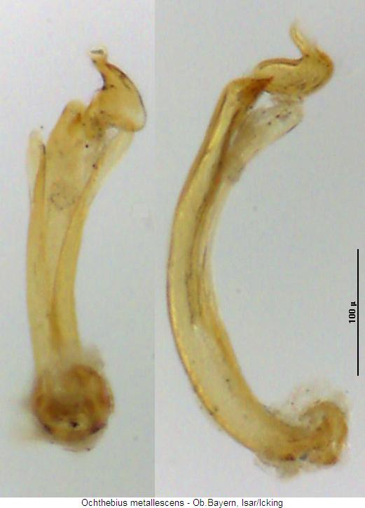 ochthebius_metallescens.jpg