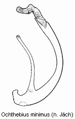 ochthebius_minimus.gif