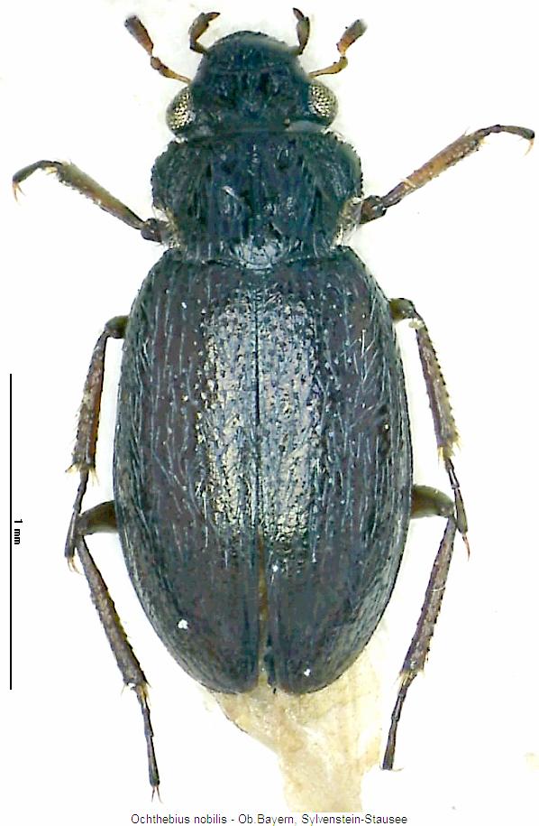ochthebius_nobilis_hab.jpg