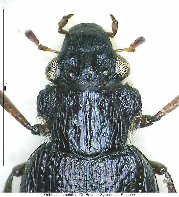 ochthebius_nobilis_vk.jpg