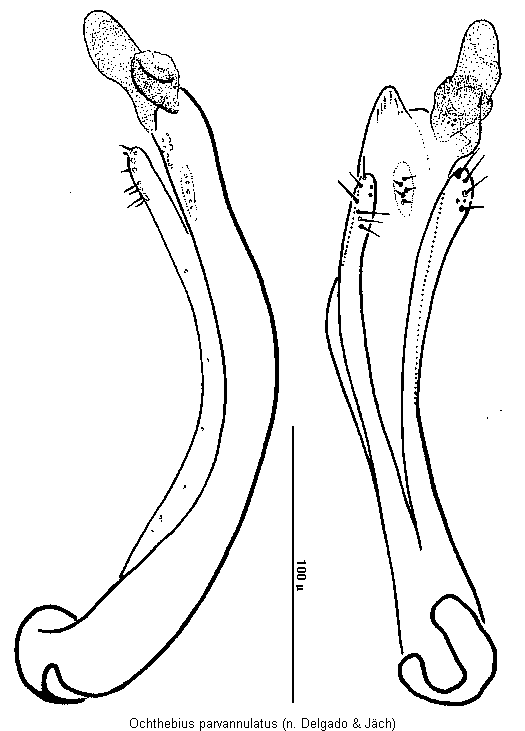 ochthebius_parvannulatus.gif