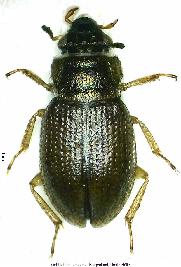 ochthebius_peisonis_hab.jpg