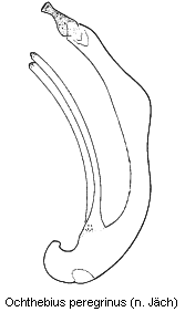 ochthebius_peregrinus.gif