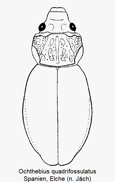 ochthebius_quadrifossulatus_hab-1.gif