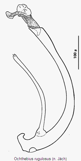 ochthebius_rugulosus.gif