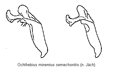ochthebius_semechonitis.gif